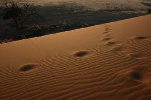 （圖）納米比沙漠