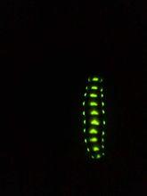 發光的大場雌光螢