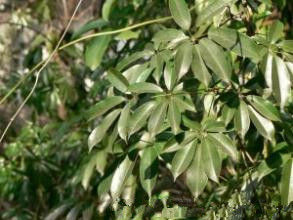 五指那藤(亞種) 五指那藤(亞種)