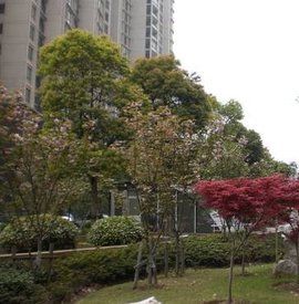 金魚胡同 金魚胡同