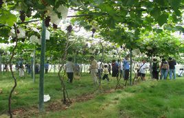 馬陸葡萄主題公園 馬陸葡萄主題公園