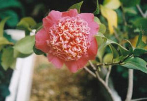 茜雲[仙人球族植物]