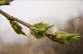 杜仲雄花 杜仲雄花