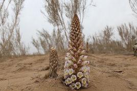 內蒙古肉蓯蓉 內蒙古肉蓯蓉