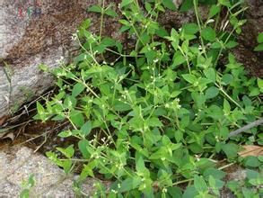 台灣耳草 台灣耳草