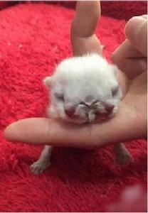 雙頭三眼貓 雙頭三眼貓