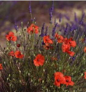 狹葉罌粟 狹葉罌粟