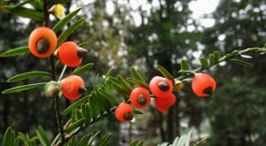 密葉紅豆杉 密葉紅豆杉