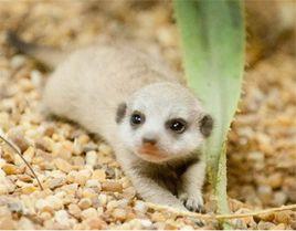 印度小貓鼬 印度小貓鼬