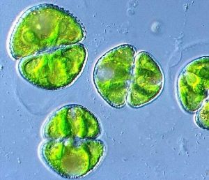 凹頂鼓藻 凹頂鼓藻