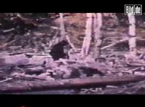 遊客拍到的所謂“猿人”視頻的截圖 