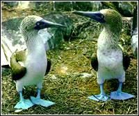 艾博特鰹鳥 艾博特鰹鳥