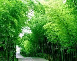 日照竹洞天風景區 日照竹洞天風景區