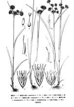 雅燈心草組 雅燈心草組