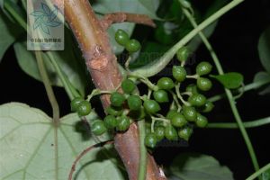 密花藤屬 密花藤屬