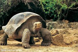 無孔亞綱 無孔亞綱