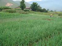 王頭寨村 王頭寨村