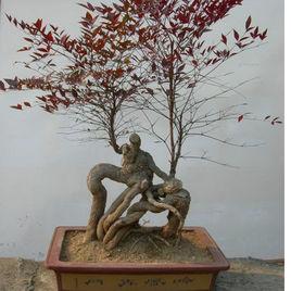 南天竹盆景 南天竹盆景