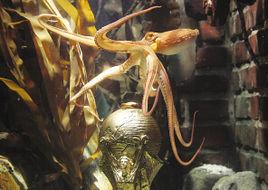 預言帝保羅 預言帝保羅