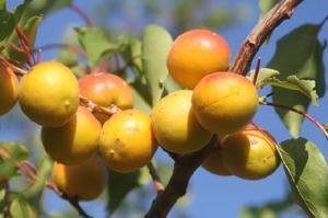 阿力瑪里樹上乾杏 阿力瑪里樹上乾杏