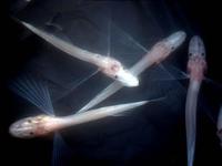 胎生貝湖魚 胎生貝湖魚