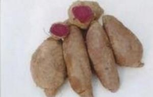 鄂茶8號 鄂茶8號