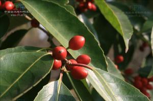 珊瑚冬青 珊瑚冬青