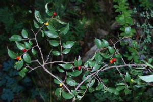 西藏貓乳 西藏貓乳