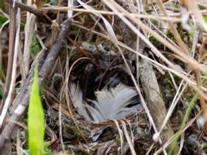 長尾鼩雲南亞種 長尾鼩雲南亞種