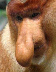長鼻猴