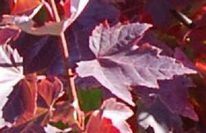 勃墾第百麗 勃墾第百麗