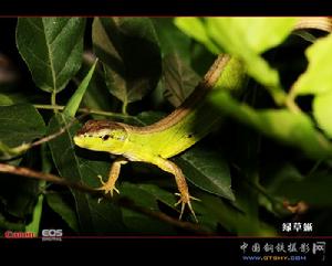 綠草蜥