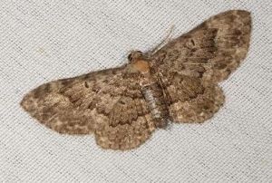 同彗尺蛾 同彗尺蛾