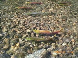 洄遊行為 洄遊行為