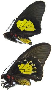 珂裳鳳蝶 珂裳鳳蝶