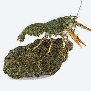 Procambarus clarkii