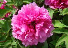 百園藏嬌 百園藏嬌