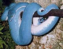 藍蛇