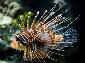 擬獅子魚 擬獅子魚