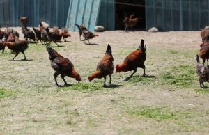 陌上藏雞 陌上藏雞