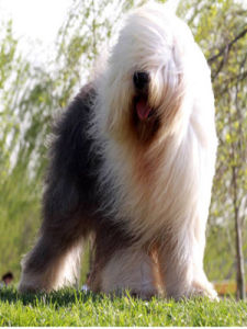 古代牧羊犬 古代牧羊犬