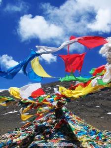 西藏高原茶 西藏高原茶