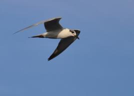鷗嘴噪鷗 鷗嘴噪鷗
