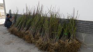 一年生文冠果種苗(張東旭攝影)