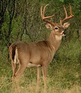 白尾鹿亞利桑那亞種 白尾鹿亞利桑那亞種