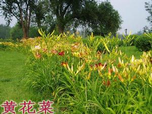 遼東山區土特產，