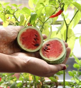 卡諾袖珍西瓜 卡諾袖珍西瓜