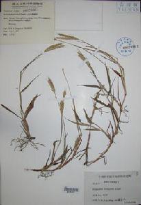 小黃金鴨嘴草 小黃金鴨嘴草