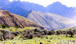 祁連山低海拔地區的灌叢植被