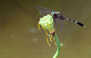原蜻蜓目 原蜻蜓目